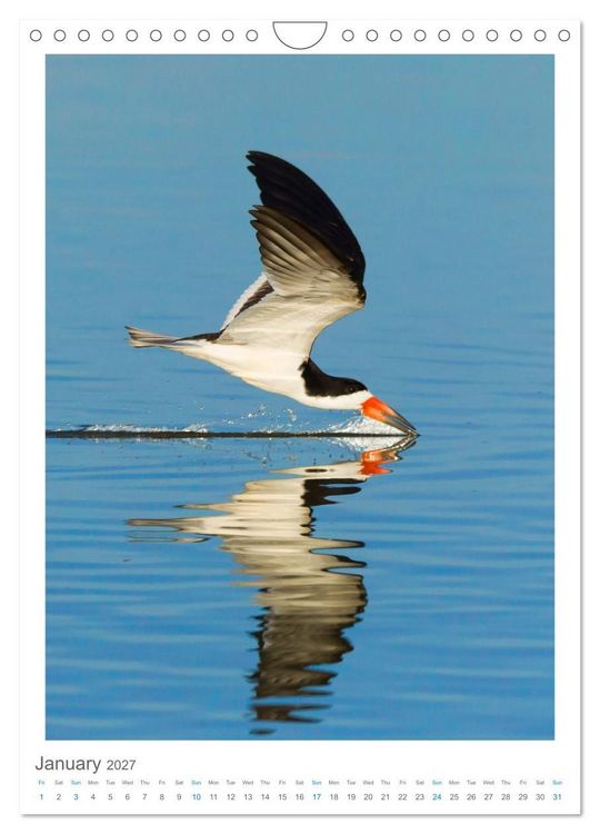 Produktbild: Pantanal Wildlife Photography (Wall Calendar 2027 DIN A4 portrait), CALVENDO 12 Month Wall Calendar