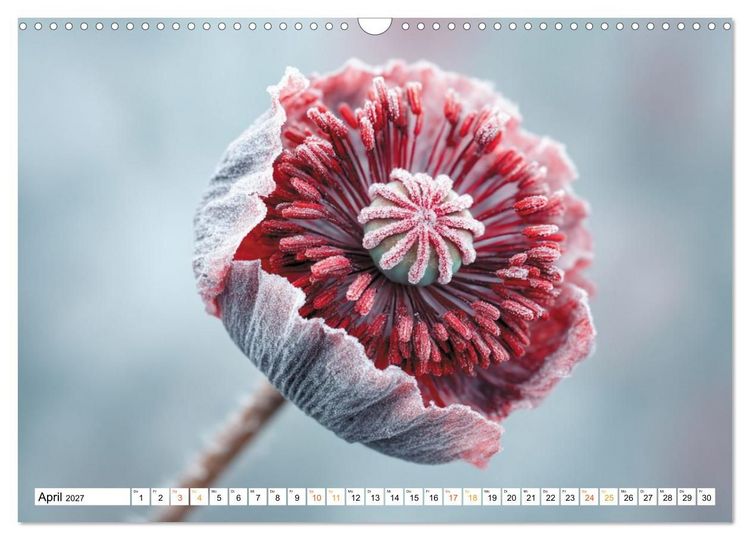 Produktbild: Mohn im Atem des Winters (Wandkalender 2027 DIN A3 quer), CALVENDO Monatskalender