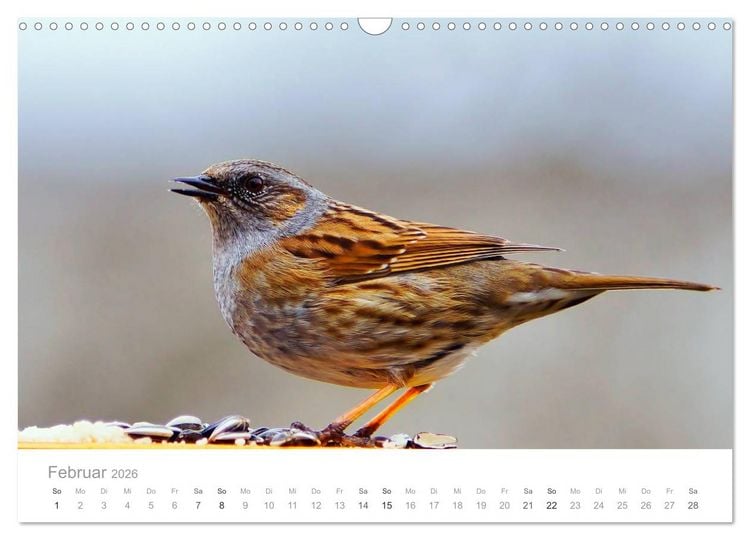 Produktbild: V&ouml;gel in unseren G&auml;rten 2026 (Wandkalender 2026 DIN A3 quer), CALVENDO Monatskalender
