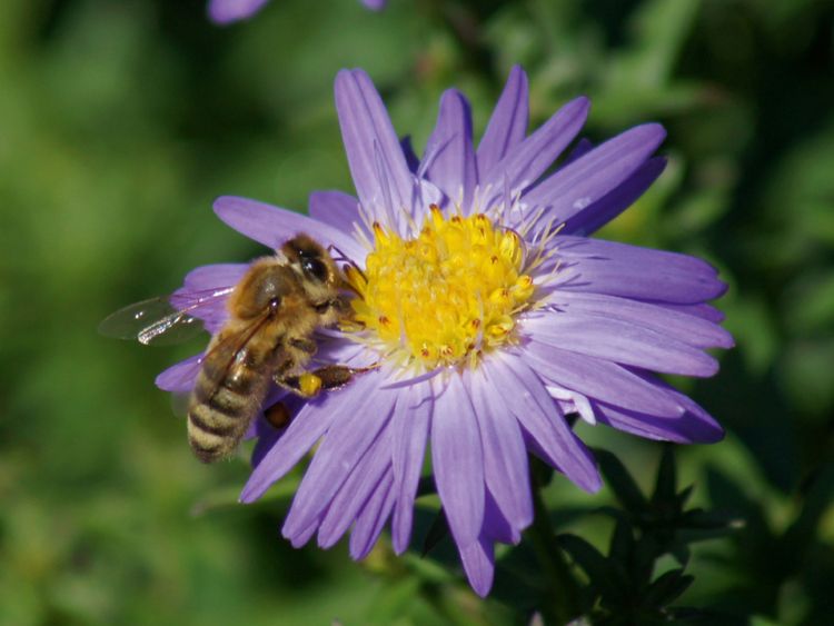 Produktbild: CALVENDO Puzzle Honigbiene auf lila Aster 1000 Teile Lege-Gr&ouml;&szlig;e 64 x 48 cm Foto-Puzzle Bild von kattobello