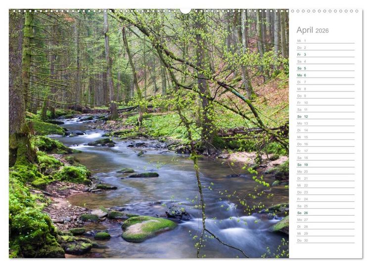 Produktbild: Im Deutschen Wald 2026 - ein Notizkalender (Wandkalender 2026 DIN A2 quer), CALVENDO Monatskalender