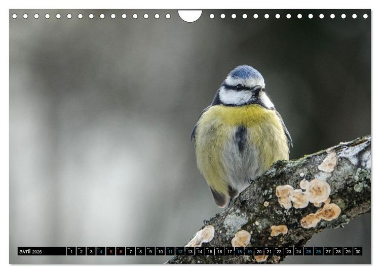 Produktbild: Mes anges bleus en &Icirc;le-de-France (Calendrier mural 2026 DIN A4 vertical), CALVENDO calendrier mensuel