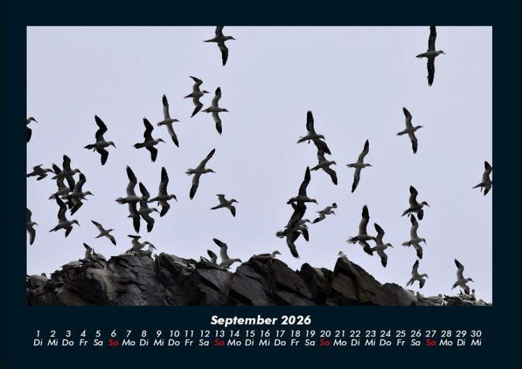 Produktbild: Vogelparadies 2026 Fotokalender DIN A4