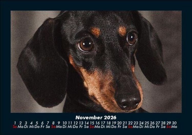 Produktbild: Hundezauber 2026 Fotokalender DIN A5