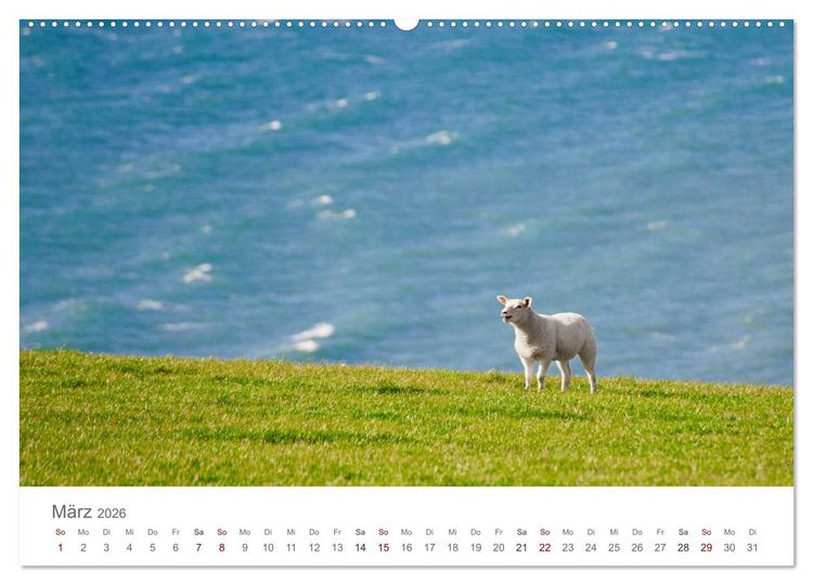 Produktbild: Schafe - Weich und wollig (hochwertiger Premium Wandkalender 2026 DIN A2 quer), Kunstdruck in Hochglanz
