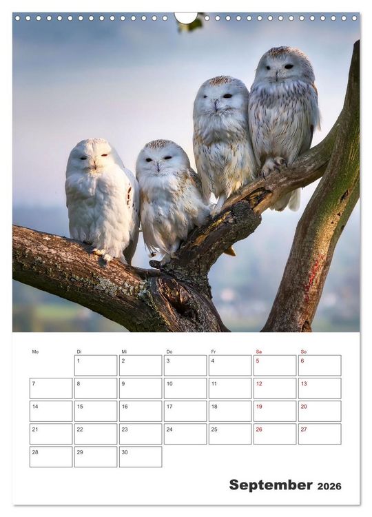 Produktbild: Eulen und K&auml;uze - Diese Wesen der Nacht (Wandkalender 2026 DIN A3 hoch), CALVENDO Monatskalender