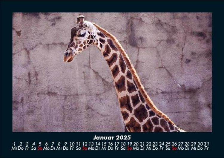 Produktbild: Giraffen 2025 Fotokalender DIN A5