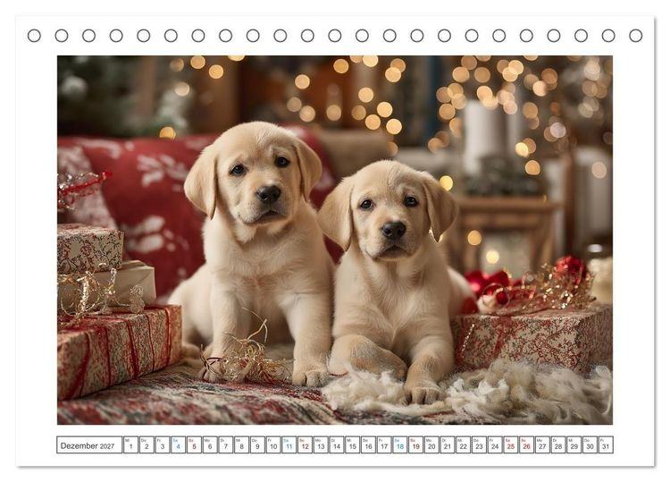 Produktbild: Labrador Liebe (Tischkalender 2027 DIN A5 quer), CALVENDO Monatskalender