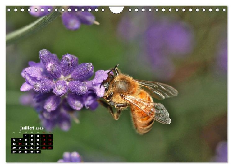 Produktbild: Araign&eacute;es et insectes (Calendrier mural 2026 DIN A4 vertical), CALVENDO calendrier mensuel