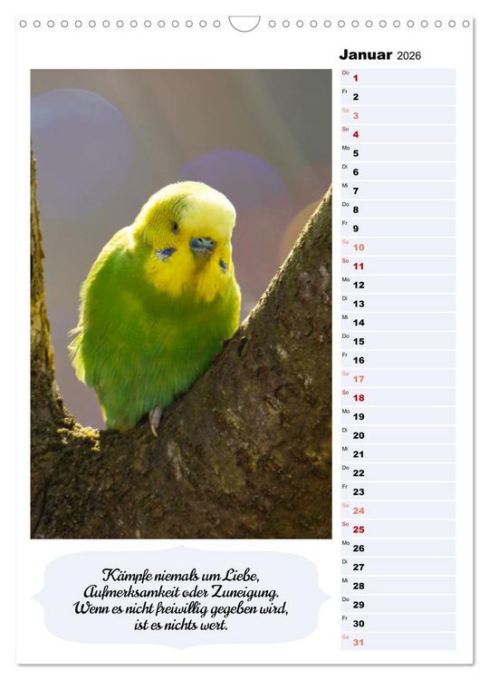 Produktbild: Niedliche Wellensittiche (Wandkalender 2026 DIN A3 hoch), CALVENDO Monatskalender