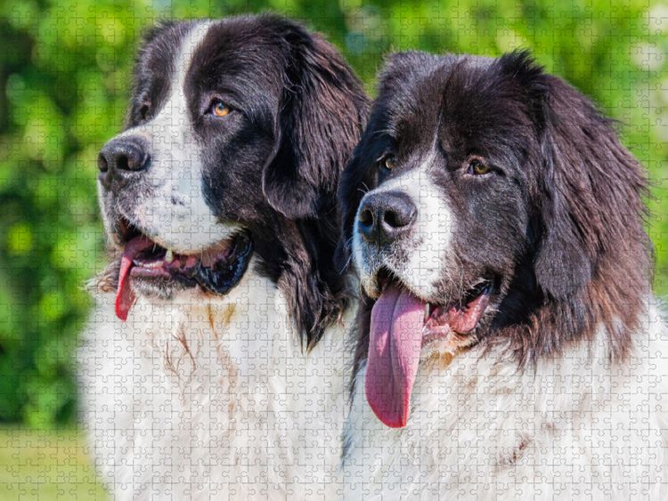 Produktbild: CALVENDO Puzzle Portr&auml;t zweier Landseer | 1000 Teile Lege-Gr&ouml;&szlig;e 64x48cm Foto-Puzzle f&uuml;r gl&uuml;ckliche Stunden