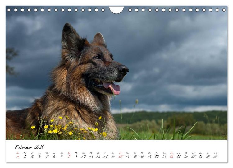 Produktbild: Zauberhafte Langhaar Sch&auml;ferhunde (Wandkalender 2026 DIN A4 quer), CALVENDO Monatskalender