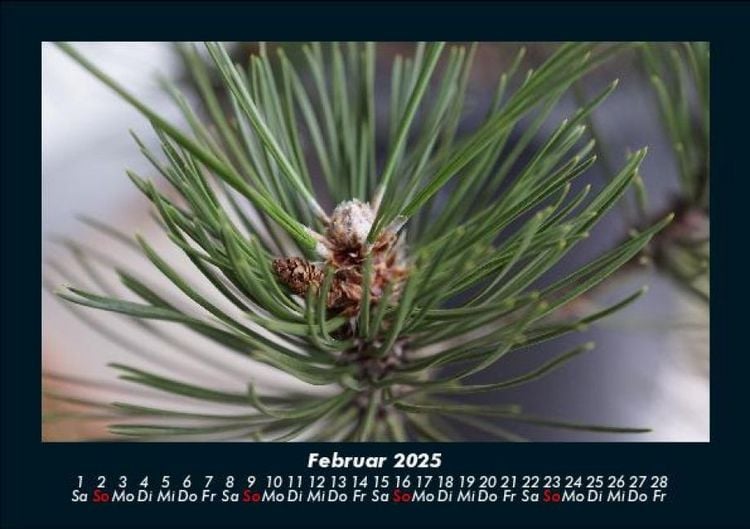 Produktbild: B&auml;ume 2025 Fotokalender DIN A5