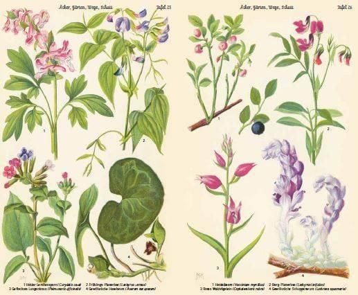 Produktbild: Bilder-Atlas der Fr&uuml;hlingsblumen