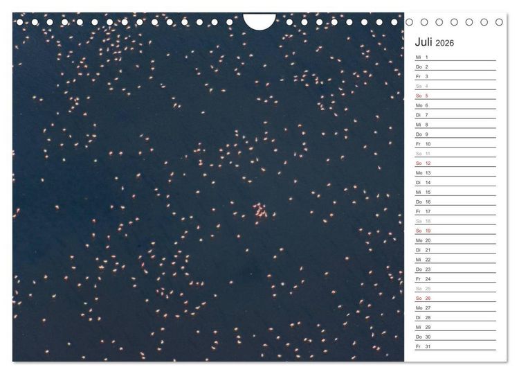 Produktbild: Flamingo Impressionen 2026 (Wandkalender 2026 DIN A4 quer), CALVENDO Monatskalender
