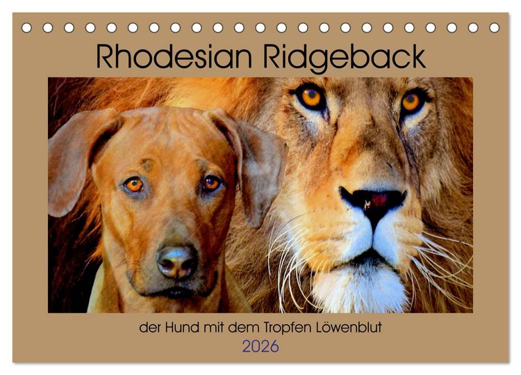 Produktbild: Rhodesian Ridgeback der Hund mit dem Tropfen L&ouml;wenblut (Tischkalender 2026 DIN A5 quer), CALVENDO Monatskalender
