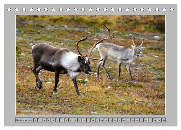 Produktbild: Rentiere im Hohen Norden (Tischkalender 2026 DIN A5 quer), CALVENDO Monatskalender