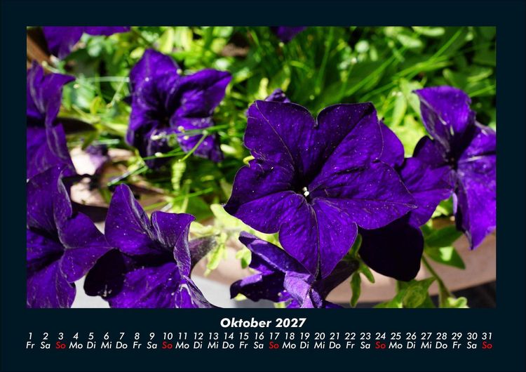 Produktbild: Blumenzauber 2027 Fotokalender DIN A4