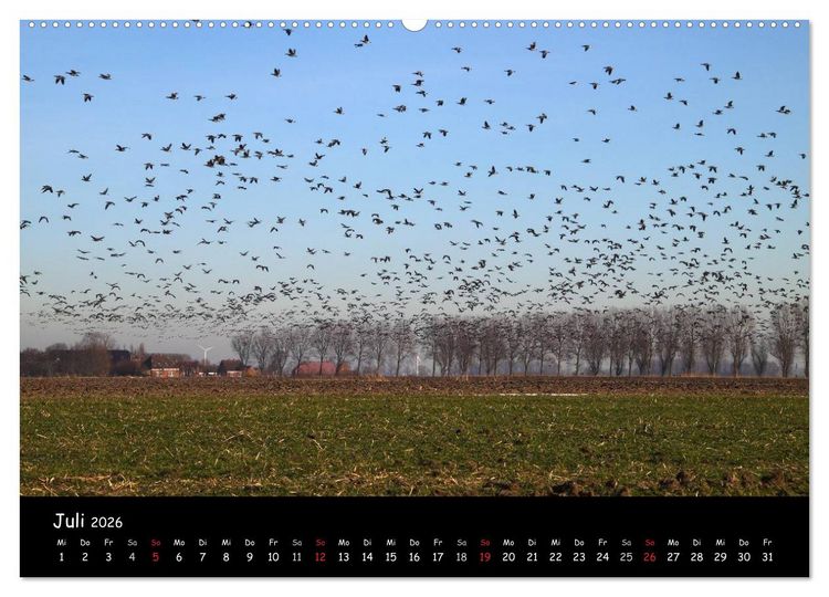 Produktbild: Schrei der Wildg&auml;nse (Wandkalender 2026 DIN A2 quer), CALVENDO Monatskalender
