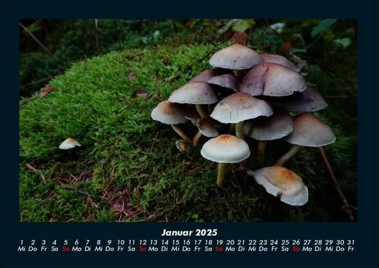 Produktbild: Pilzkalender 2025 Fotokalender DIN A4