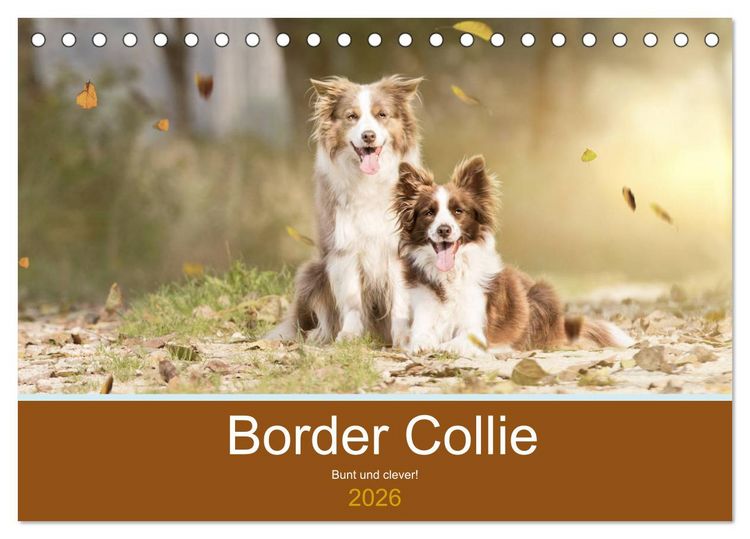 Produktbild: Border Collie - Bunt und clever! (Tischkalender 2026 DIN A5 quer), CALVENDO Monatskalender