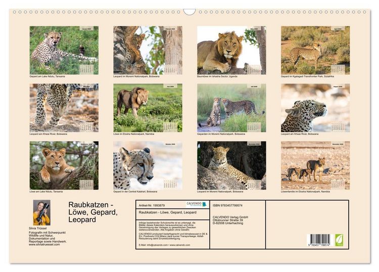 Produktbild: Raubkatzen - L&ouml;we, Gepard, Leopard (Wandkalender 2026 DIN A2 quer), CALVENDO Monatskalender