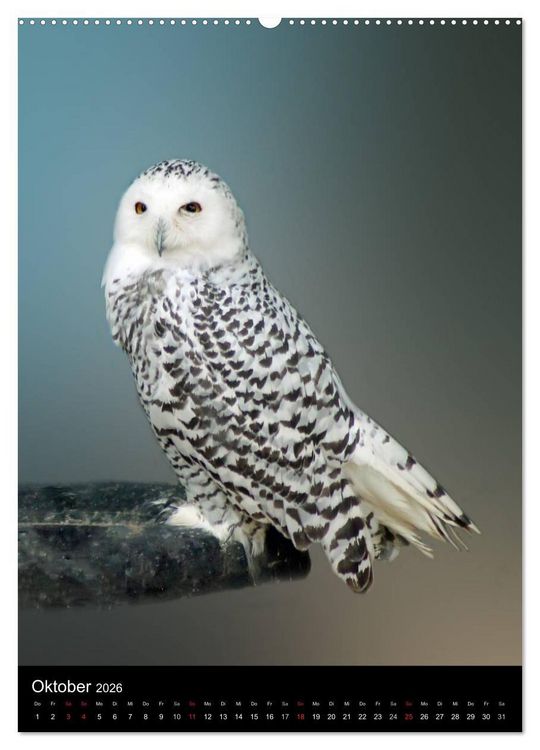 Produktbild: Scharfe Krallen, scharfe Augen, Greifv&ouml;gel und Eulen im Wildpark (hochwertiger Premium Wandkalender 2026 DIN A2 hoch), Kunstdruck in Hochglanz