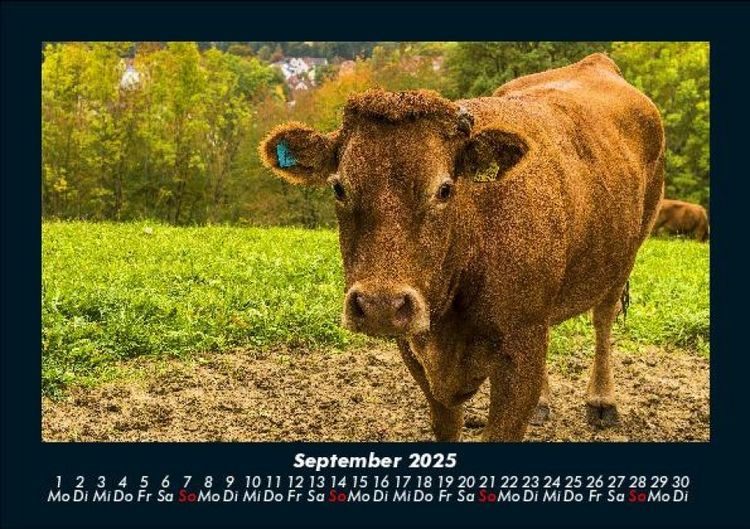 Produktbild: Tiere auf dem Bauernhof 2025 Fotokalender DIN A5