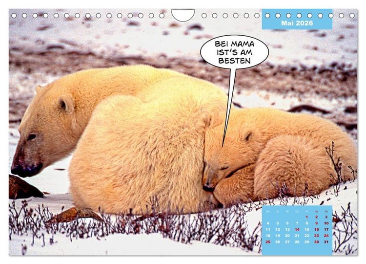 Produktbild: Lustige Eisb&auml;ren (Wandkalender 2026 DIN A4 quer), CALVENDO Monatskalender