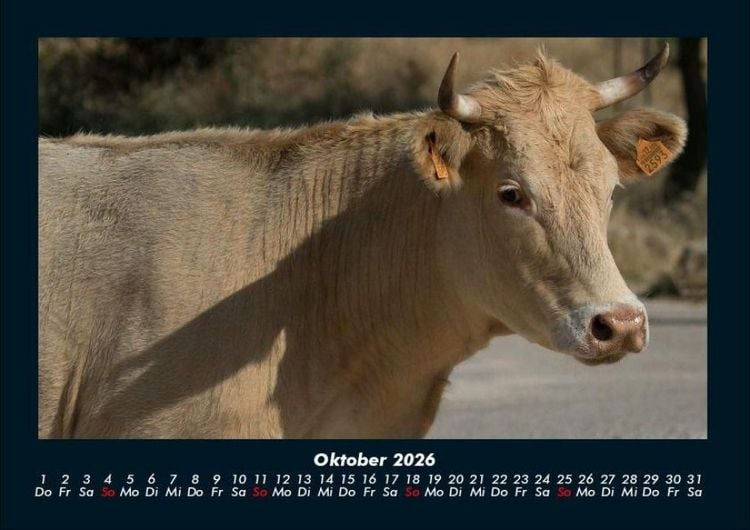 Produktbild: Kuhkalender 2026 Fotokalender DIN A4