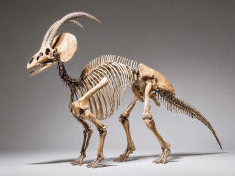 Produktbild: CALVENDO Puzzle Dinosaurier Parasaurolophus-Skelett mit markantem Kopfkamm | 1000 Teile Lege-Gr&ouml;&szlig;e 64x48cm Foto-Puzzle f&uuml;r gl&uuml;ckliche Stunden