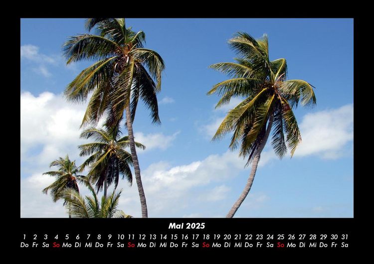 Produktbild: Palmen 2025 Fotokalender DIN A3