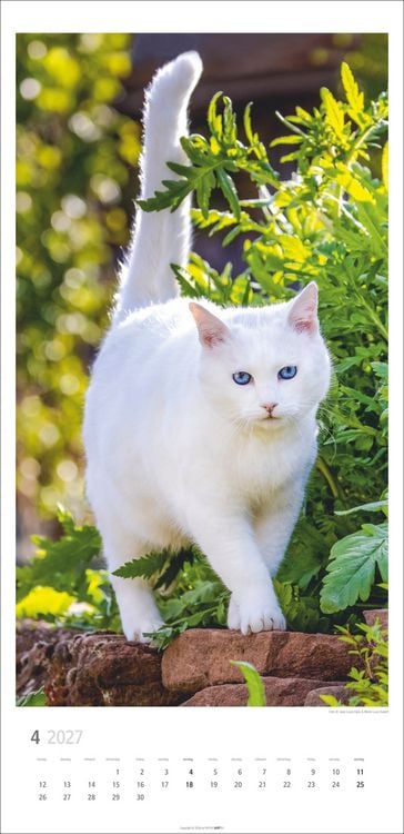 Produktbild: Katzen Kalender 2027