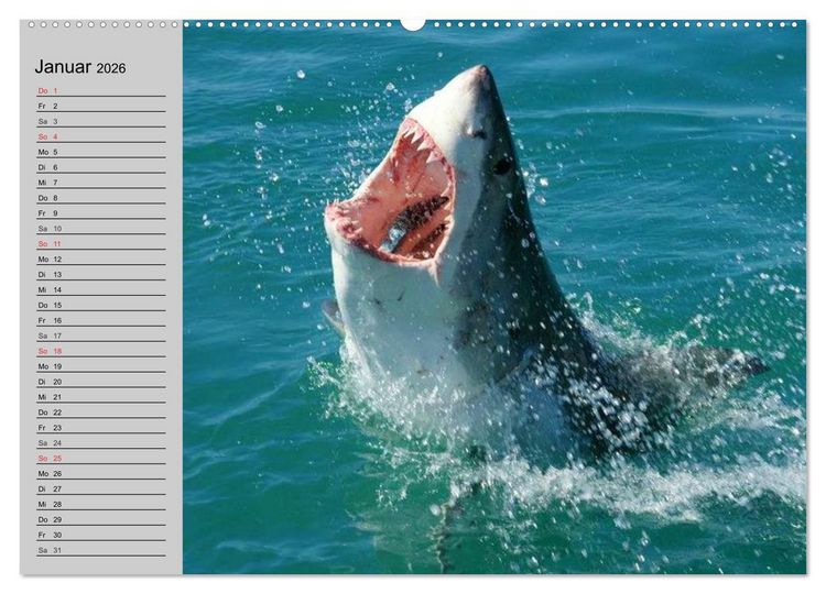 Produktbild: Haie (Wandkalender 2026 DIN A2 quer), CALVENDO Monatskalender
