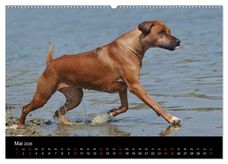 Produktbild: Rhodesian Ridgeback 2026 (hochwertiger Premium Wandkalender 2026 DIN A2 quer), Kunstdruck in Hochglanz