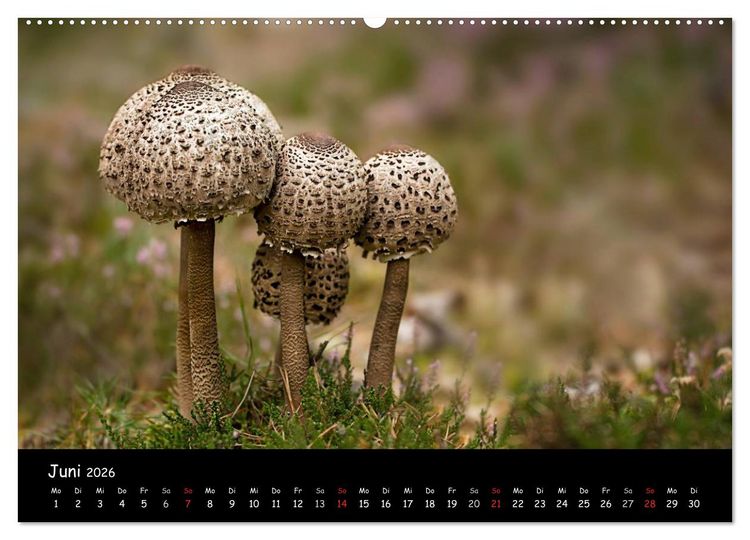 Produktbild: Pilzgalerie (hochwertiger Premium Wandkalender 2026 DIN A2 quer), Kunstdruck in Hochglanz