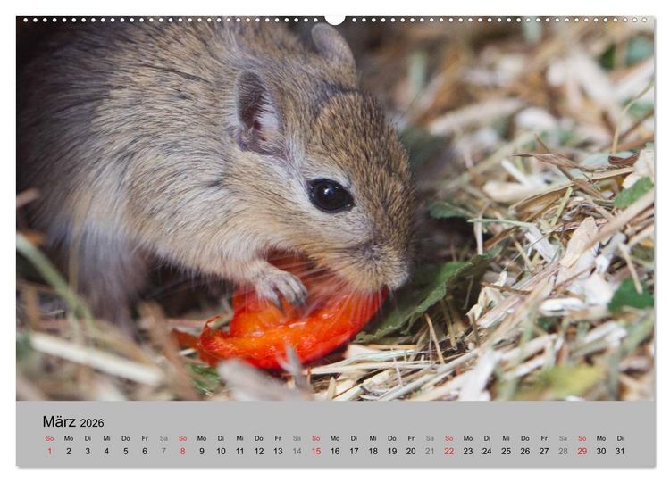 Produktbild: Mausebande (hochwertiger Premium Wandkalender 2026 DIN A2 quer), Kunstdruck in Hochglanz