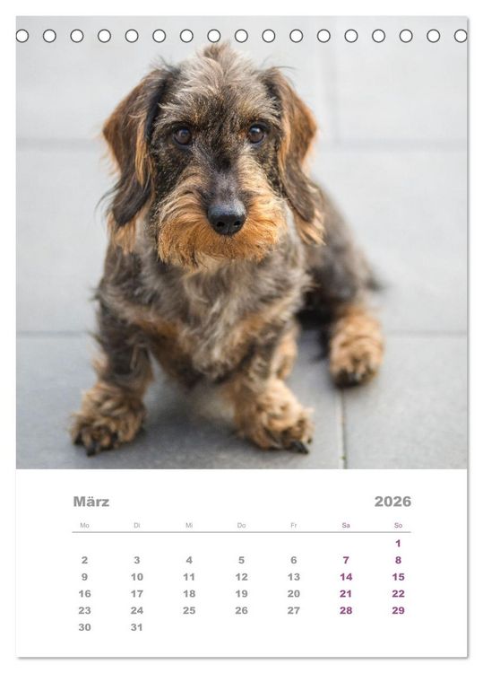 Produktbild: Dackel(augen)blicke (Tischkalender 2026 DIN A5 hoch), CALVENDO Monatskalender