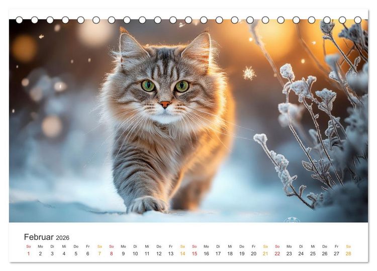 Produktbild: Katzen - Kalender f&uuml;r alle Miezenfans (Tischkalender 2026 DIN A5 quer), CALVENDO Monatskalender