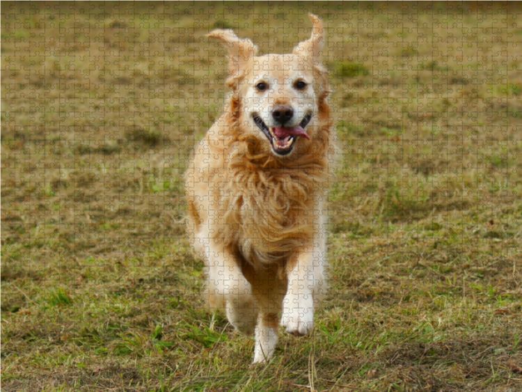 Produktbild: CALVENDO Puzzle Golden Retriever in Aktion 1000 Teile Lege-Gr&ouml;&szlig;e 64 x 48 cm Foto-Puzzle Bild von Kattobello