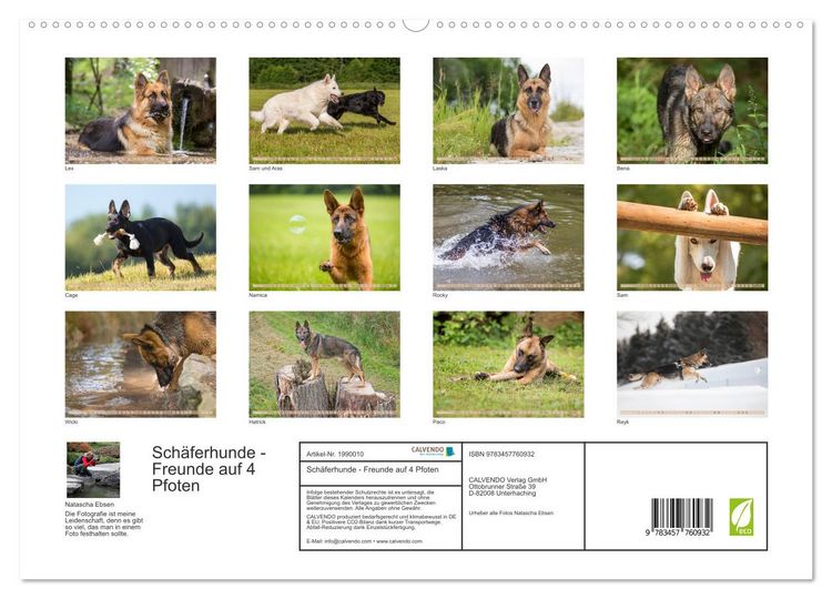 Produktbild: Sch&auml;ferhunde - Freunde auf 4 Pfoten (hochwertiger Premium Wandkalender 2026 DIN A2 quer), Kunstdruck in Hochglanz