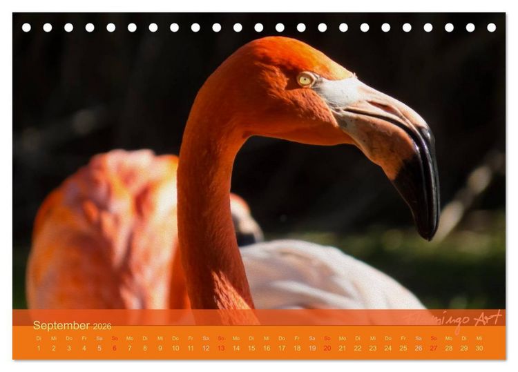 Produktbild: Flamingo Art 2026 (Tischkalender 2026 DIN A5 quer), CALVENDO Monatskalender