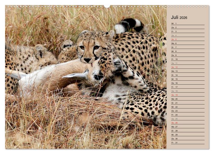 Produktbild: Geparden - Ein Leben in Afrika (Wandkalender 2026 DIN A2 quer), CALVENDO Monatskalender