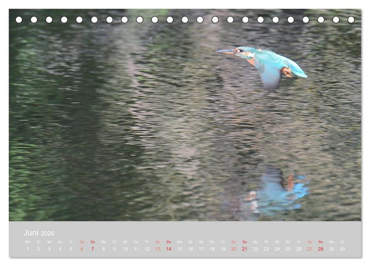 Produktbild: Der Eisvogel, ein Juwel der Natur (Tischkalender 2026 DIN A5 quer), CALVENDO Monatskalender
