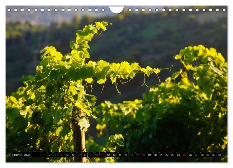 Produktbild: LE VIN (Calendrier mural 2026 DIN A4 vertical), CALVENDO calendrier mensuel