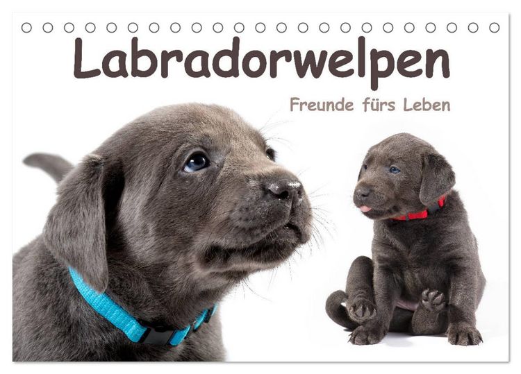 Produktbild: Labradorwelpen - Freunde f&uuml;rs Leben (Tischkalender 2026 DIN A5 quer), CALVENDO Monatskalender