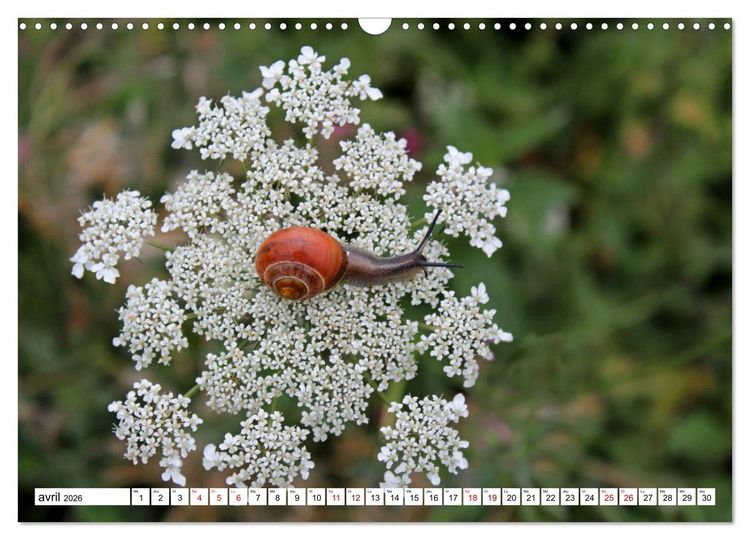 Produktbild: Admirons les escargots (Calendrier mural 2026 DIN A3 vertical), CALVENDO calendrier mensuel