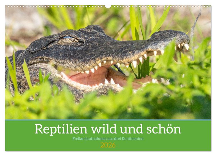 Produktbild: Reptilien wild und sch&ouml;n (Wandkalender 2026 DIN A2 quer), CALVENDO Monatskalender