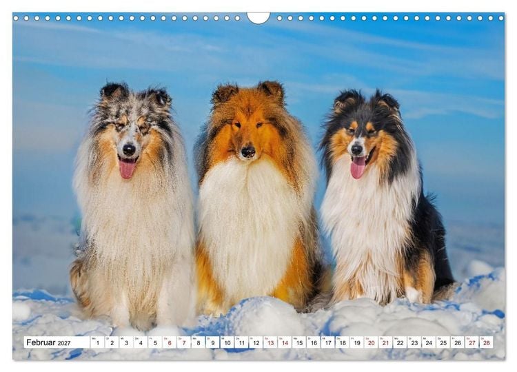 Produktbild: Traumhund Collie - Mein bester Freund (Wandkalender 2027 DIN A3 quer), CALVENDO Monatskalender