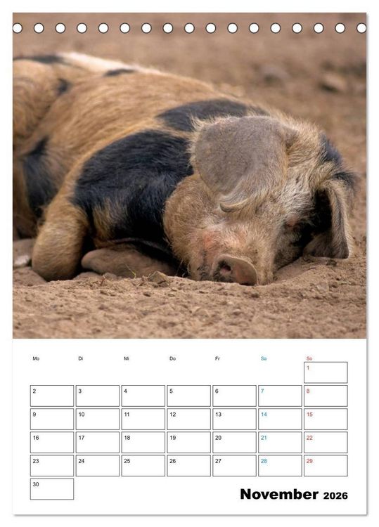 Produktbild: Schweine 2026 (Tischkalender 2026 DIN A5 hoch), CALVENDO Monatskalender